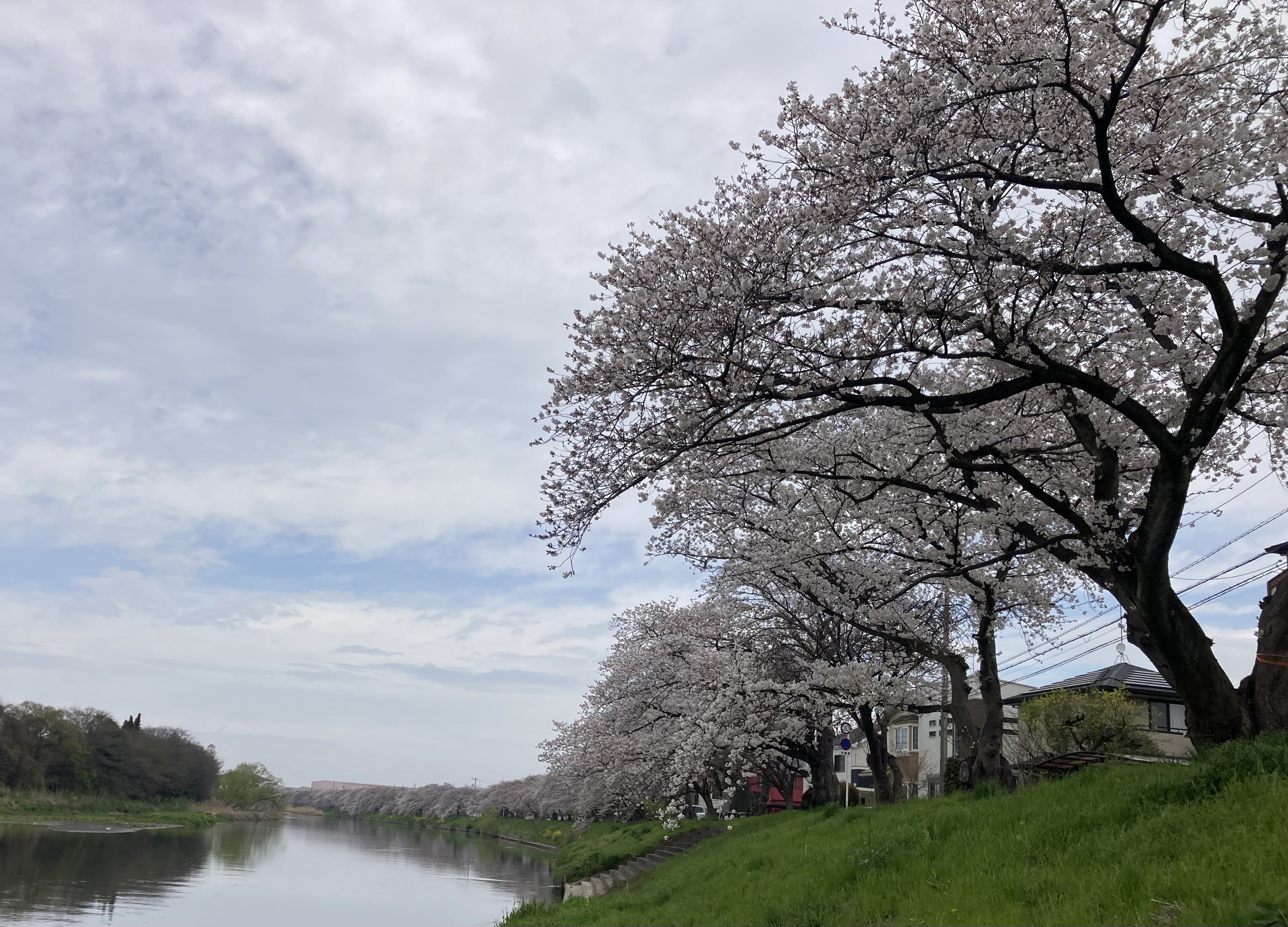 白岡の桜🌸