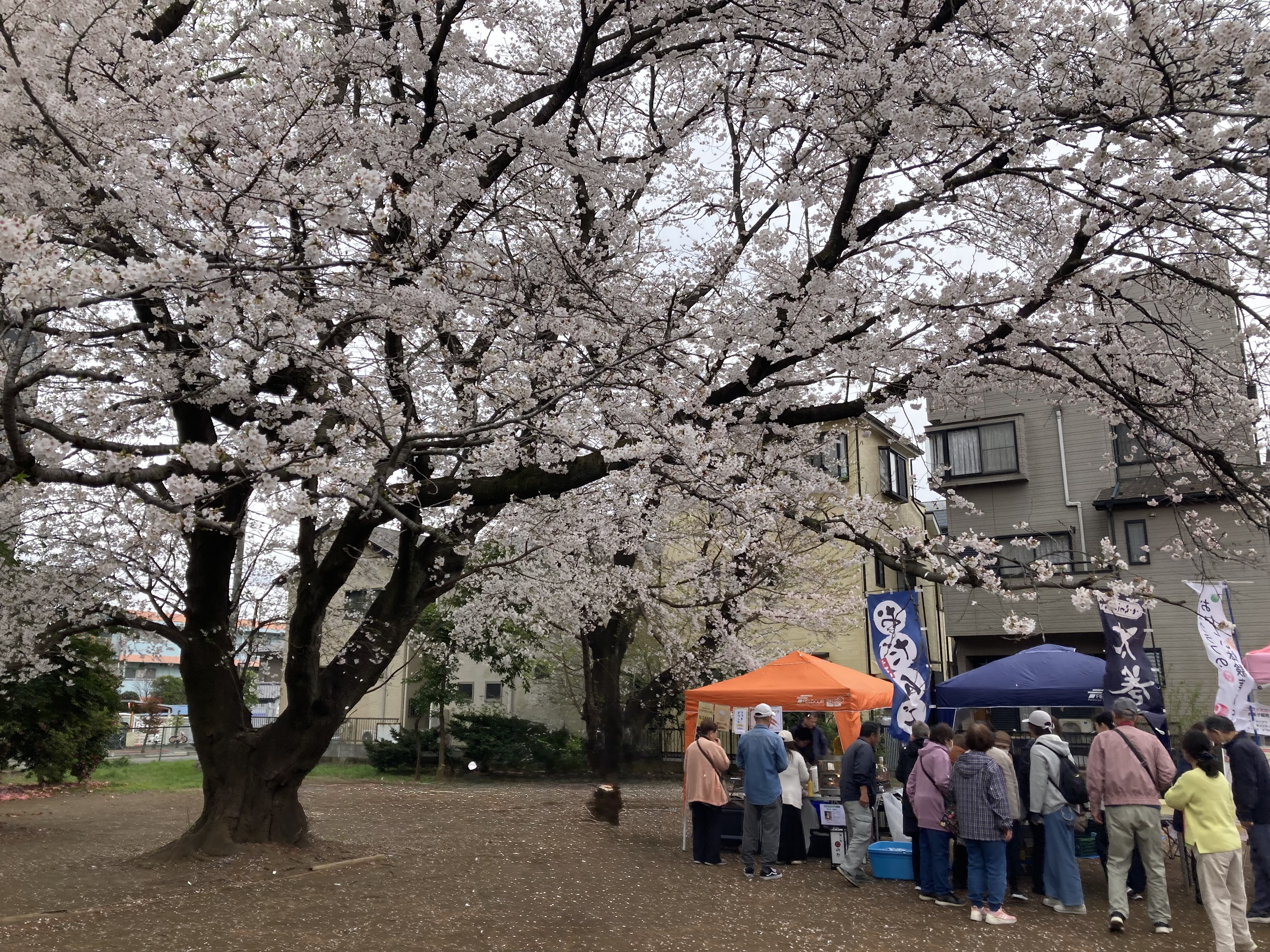 白岡の桜🌸