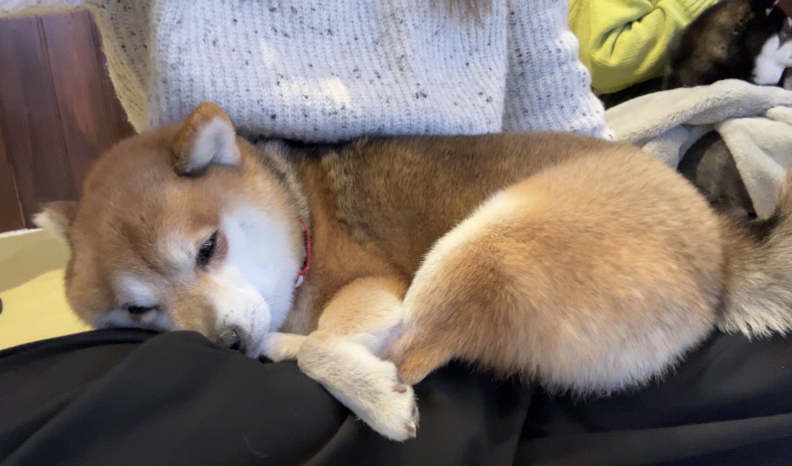 鎌倉♩