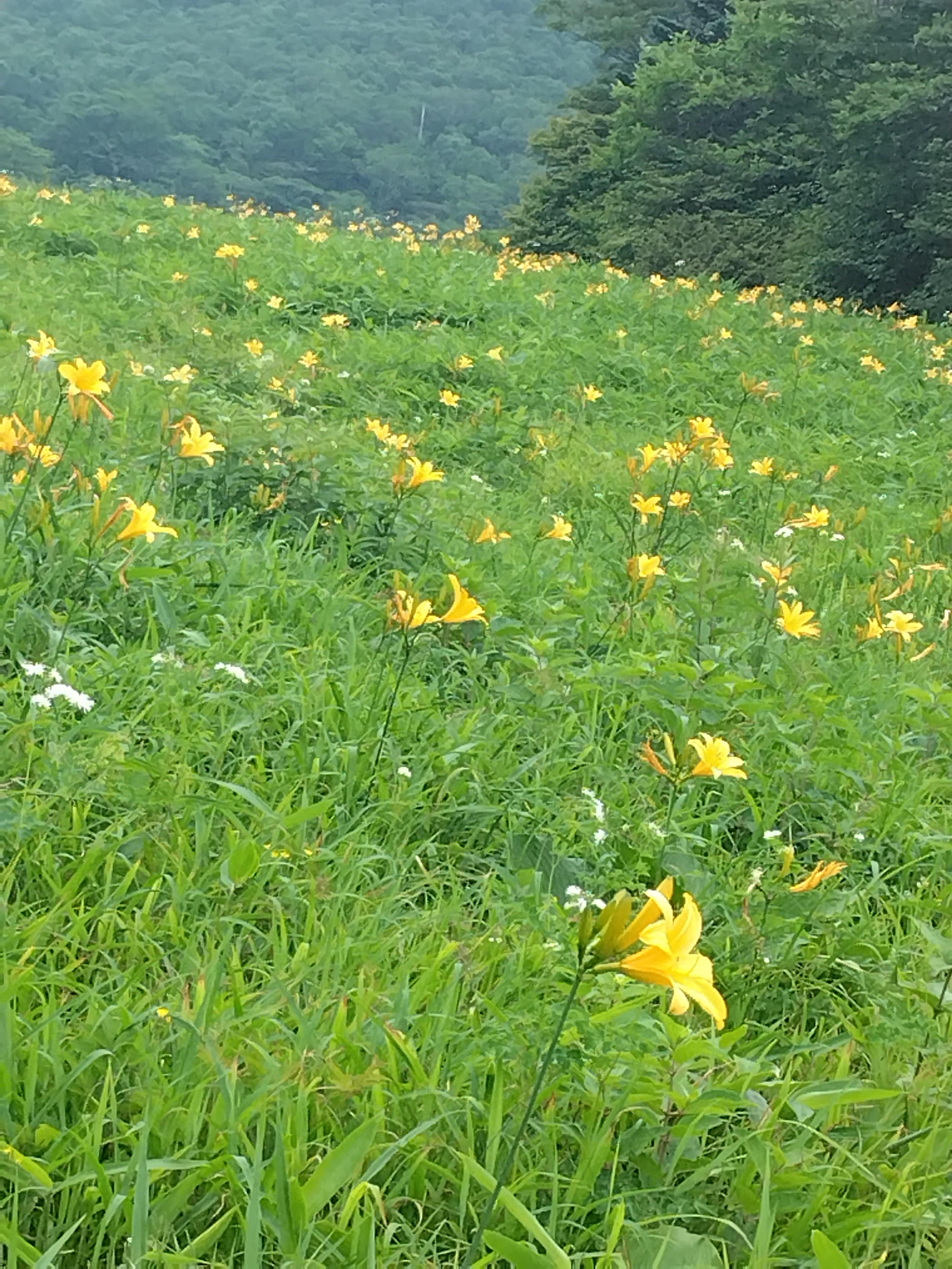 霧降高原