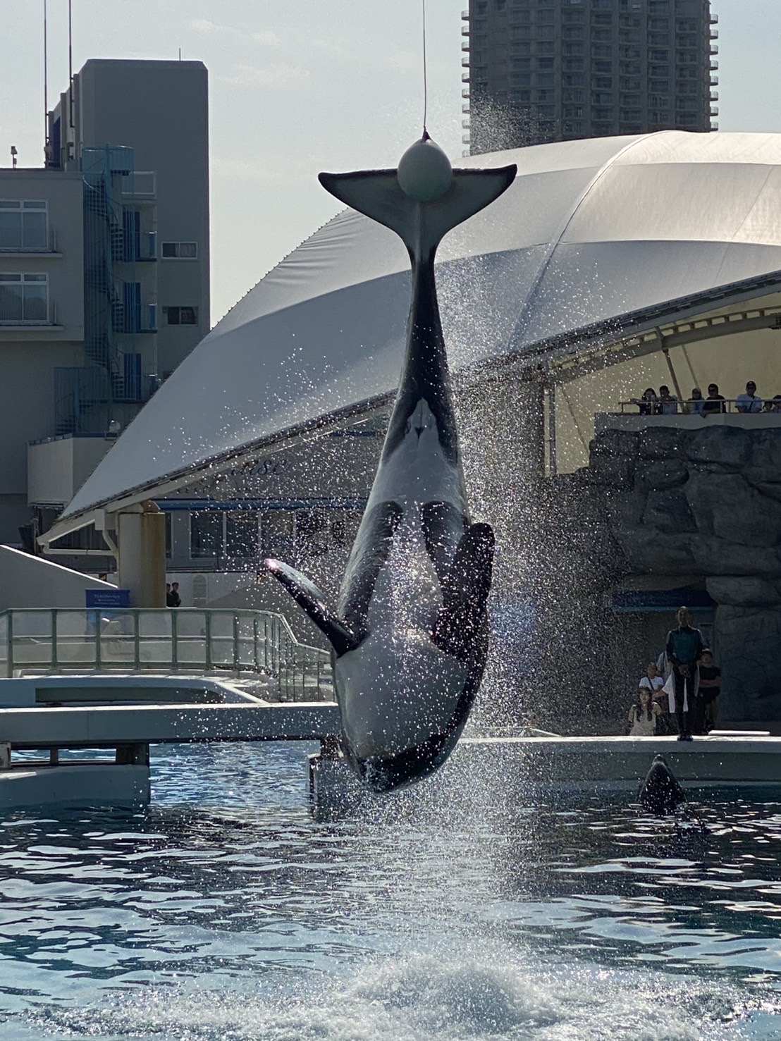 鴨川シーワールド🐬︎