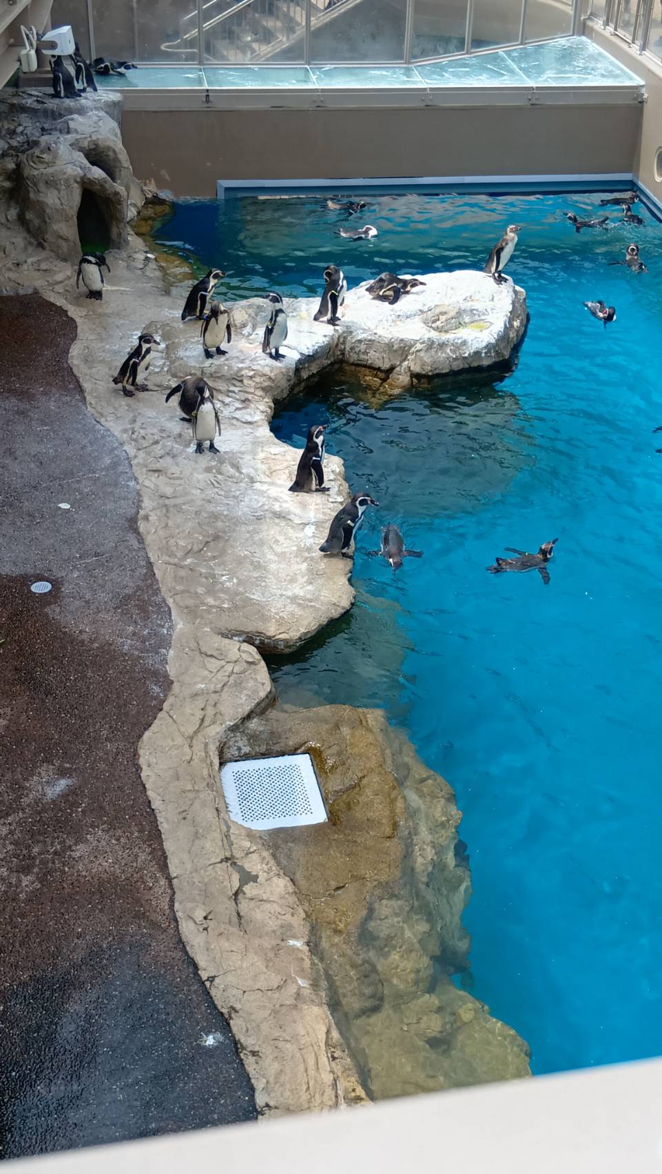 アクアワールド大洗水族館🪼
