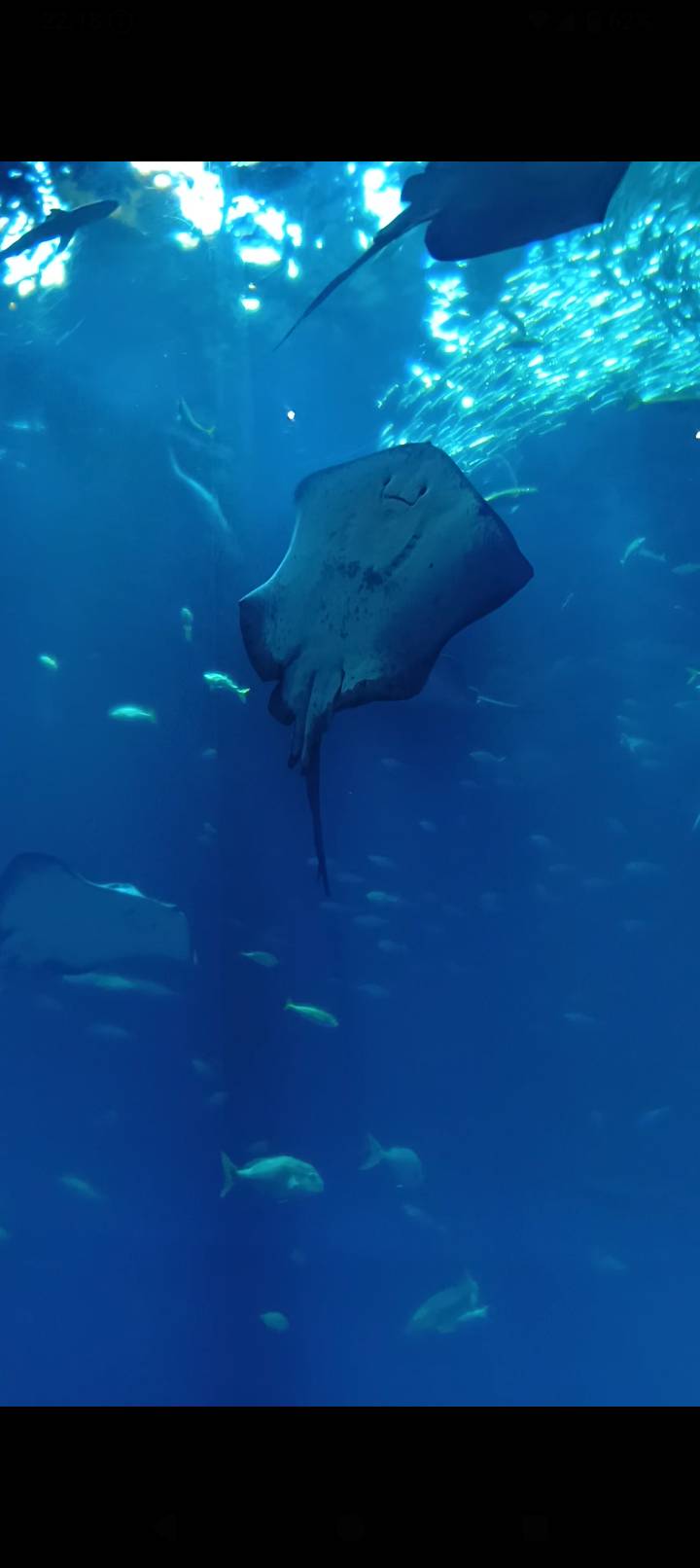 アクアワールド大洗水族館🪼