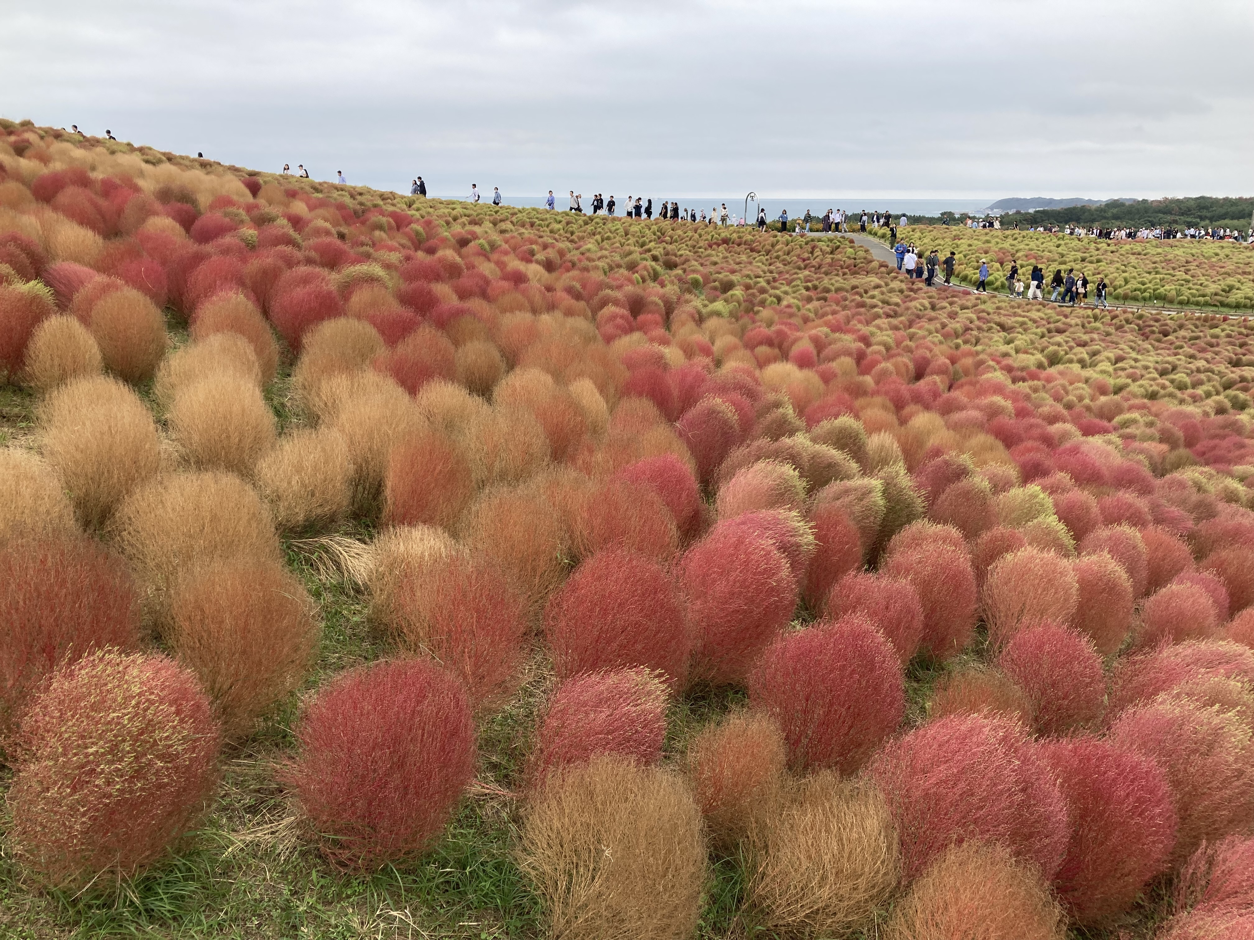 ひたち海浜公園のグラデーションモコ✨