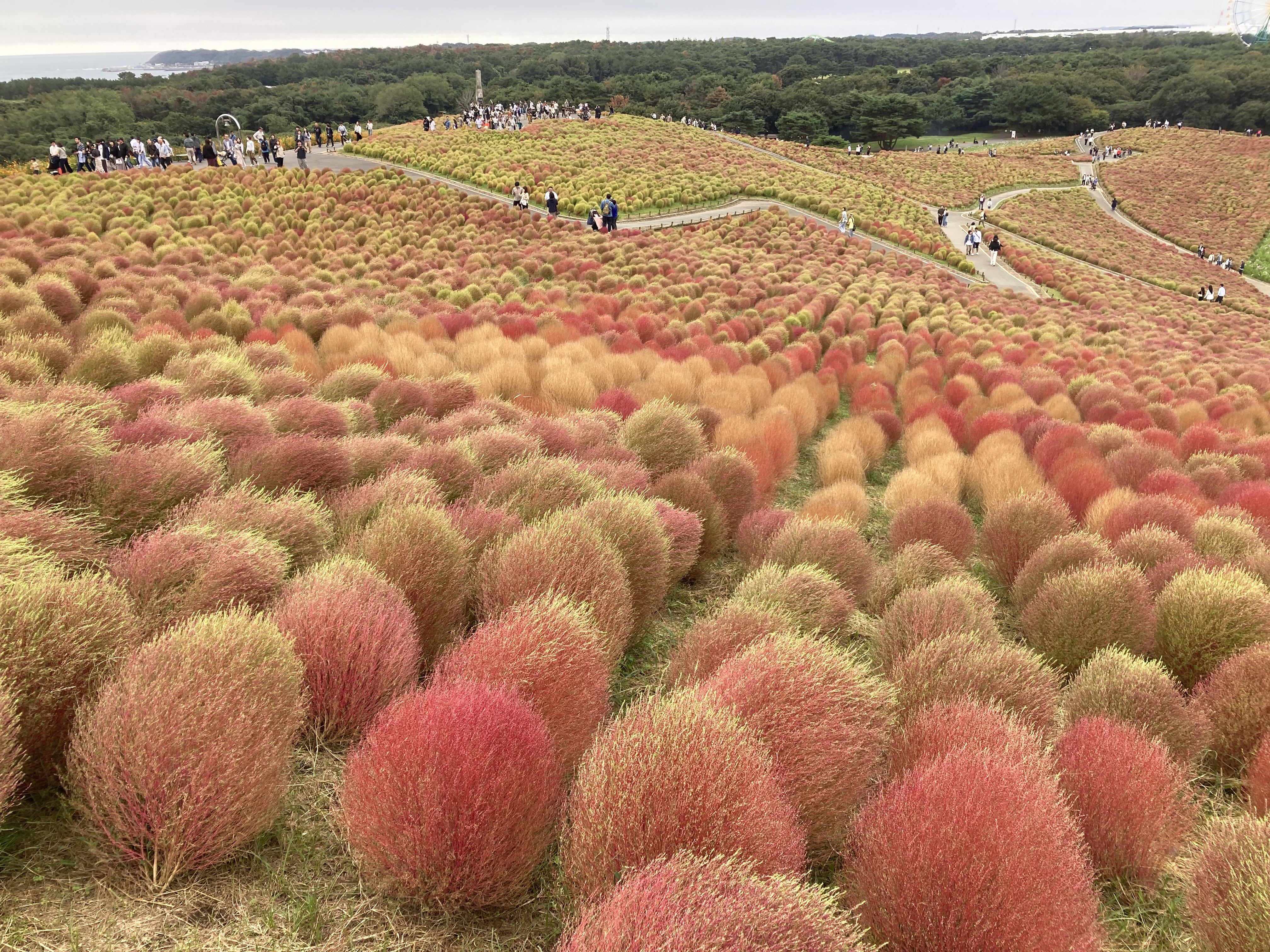 ひたち海浜公園のグラデーションモコ✨