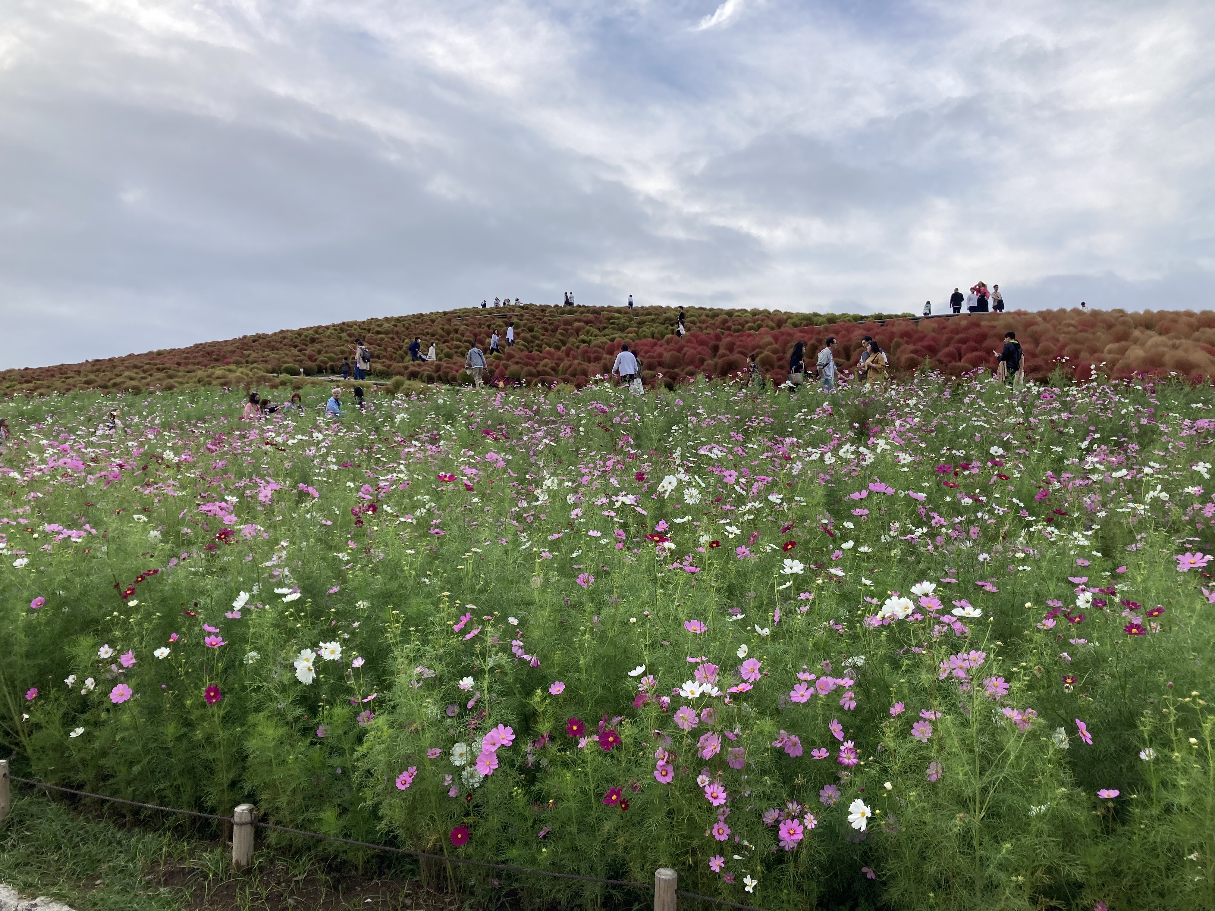 ひたち海浜公園のグラデーションモコ✨