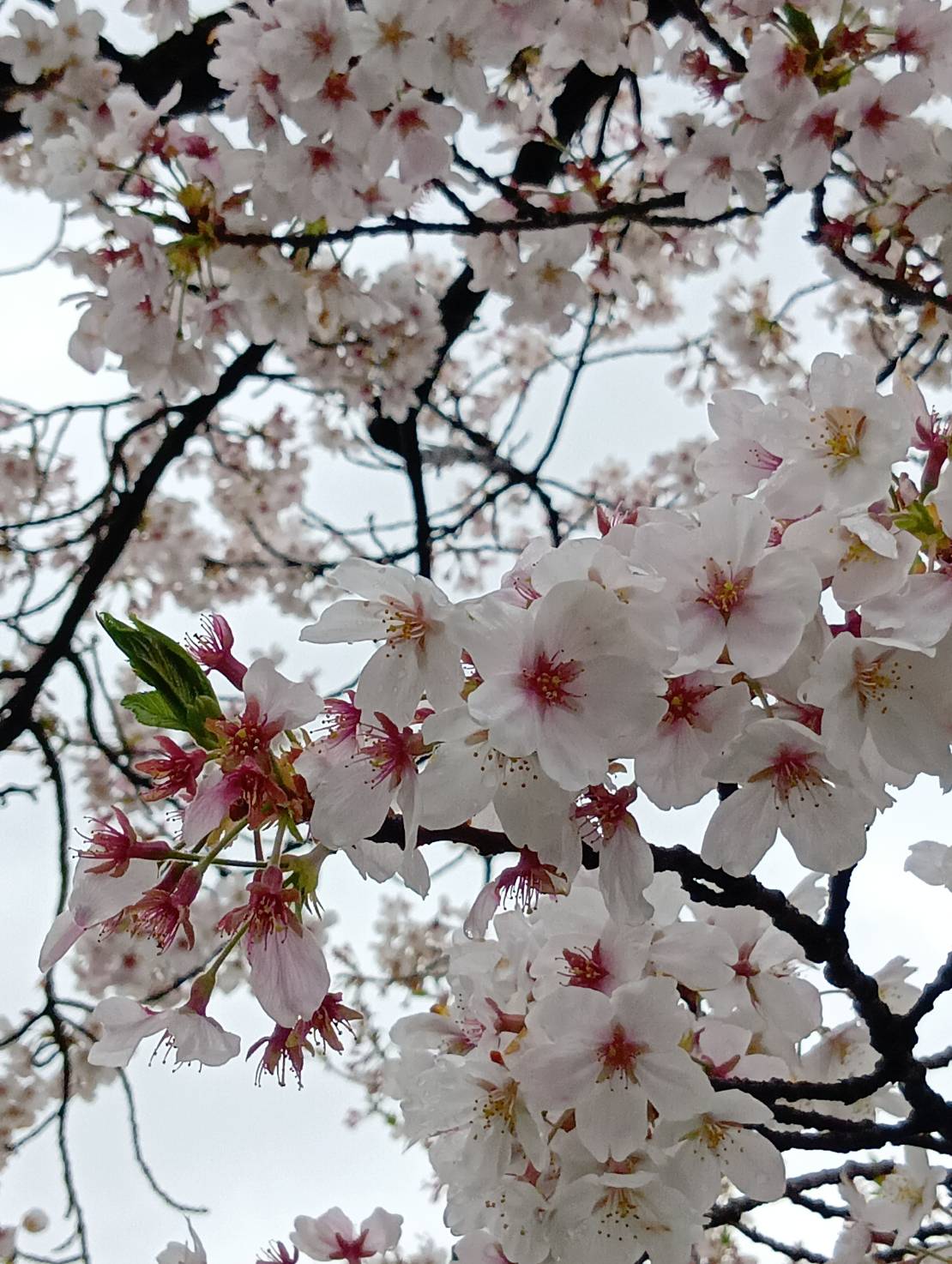 成長を感じた春🌸